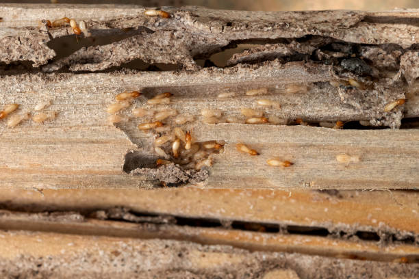 Best Wasp Removal Services  in Mosheim, TN